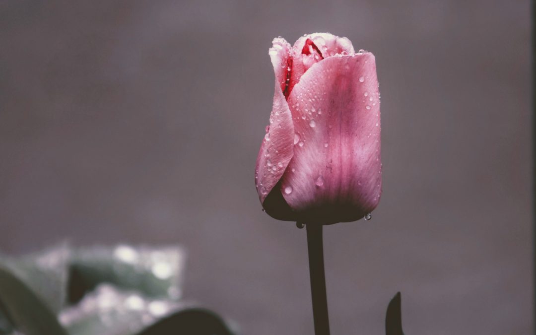 pink flower